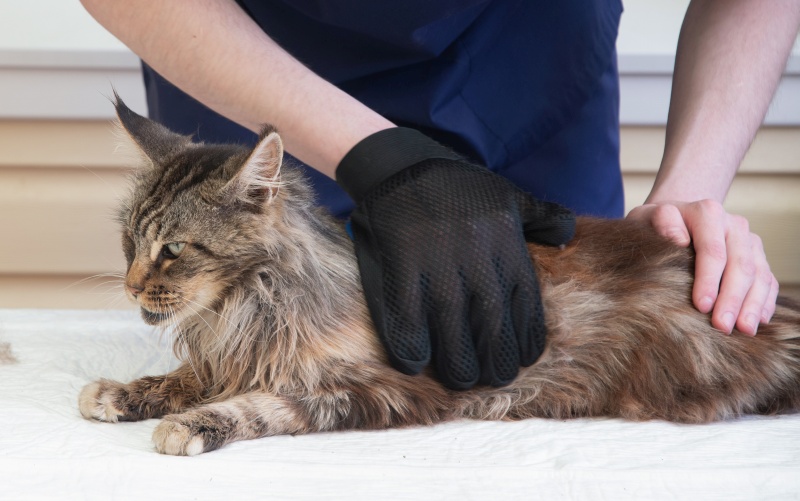 Do cats need chiropractic care? The thinks so FMT