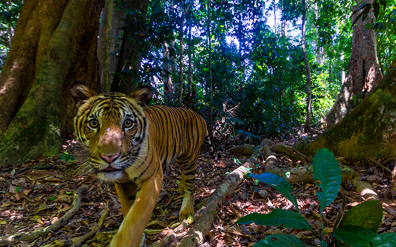 Image Of Malayan Tiger A Reminder To Save Them From Extinction FMT Image of malayan tiger a reminder to save them from extinction fmt