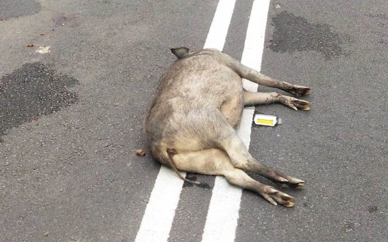 Motorcyclist dies after crashing into wild boar