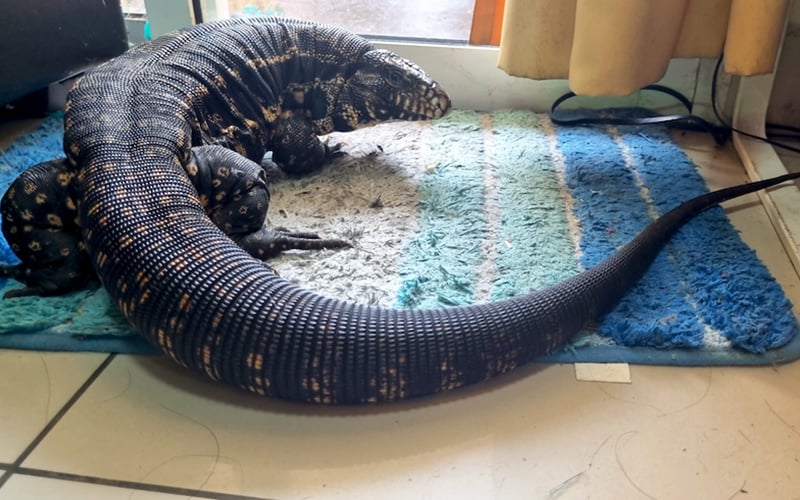 Meet Zebra, the intelligent and free-spirited Argentine tegu | FMT