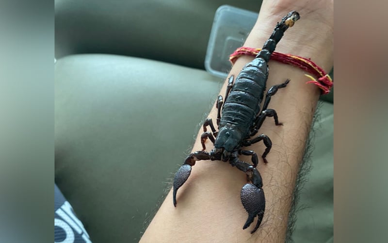 Indie the Emperor Scorpion is a shy explorer