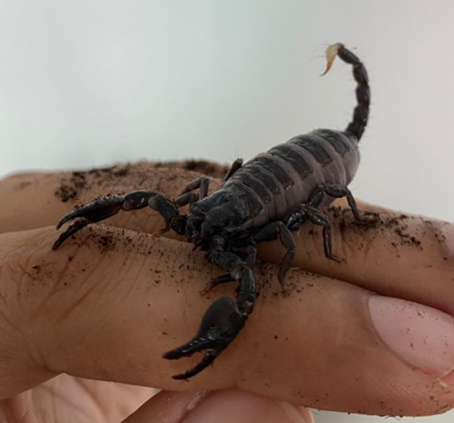Indie the Emperor Scorpion is a shy explorer 11