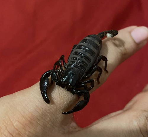 Indie the Emperor Scorpion is a shy explorer 12