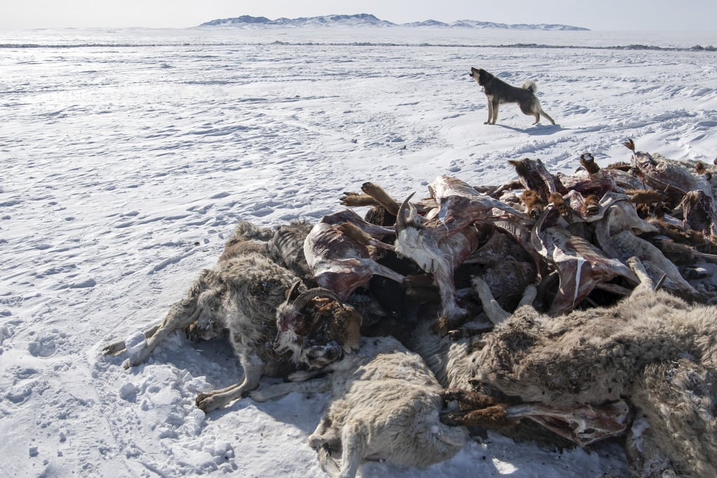 2 million animals dead as extreme weather hits Mongolia