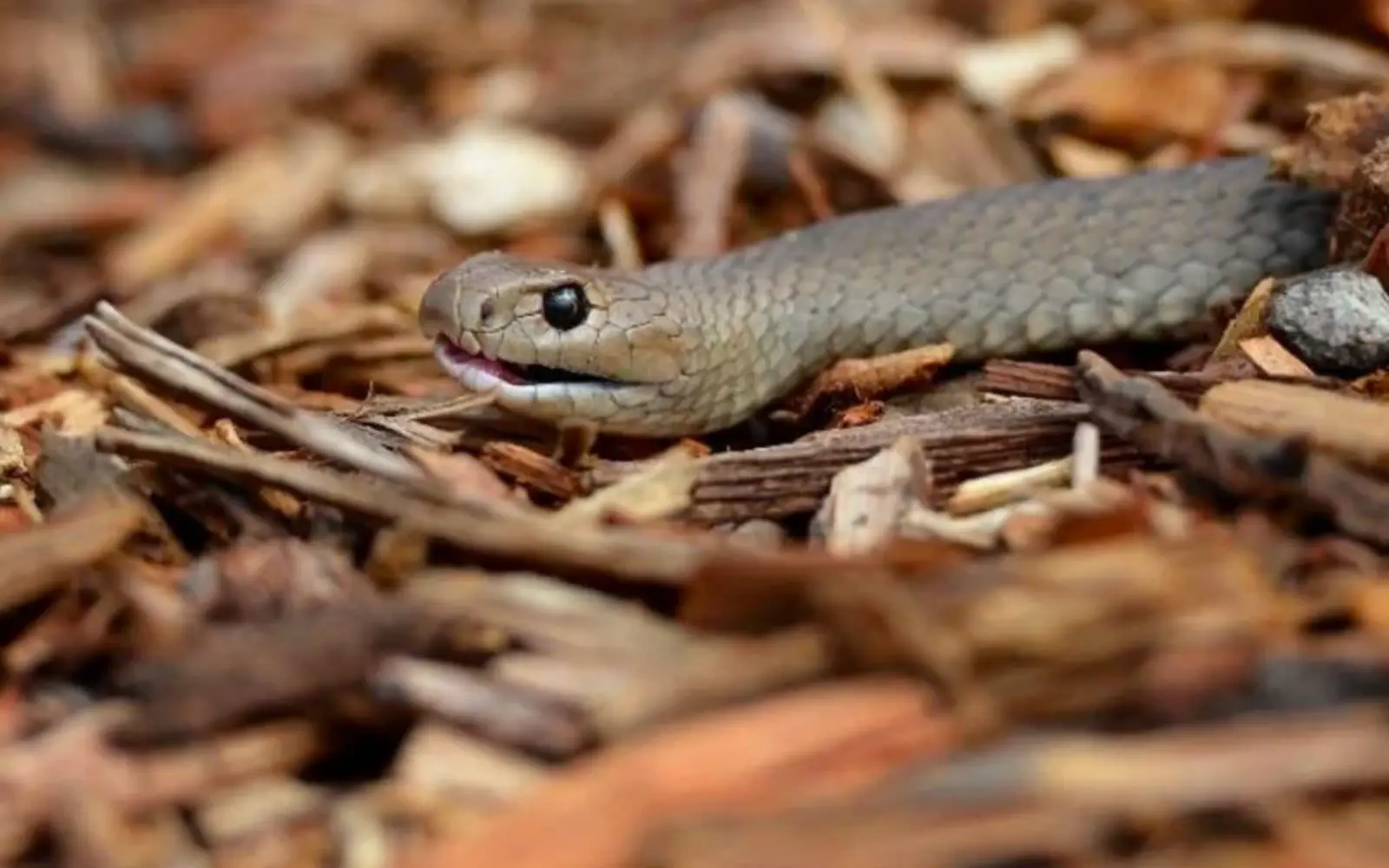 Australian man dies after snake bite