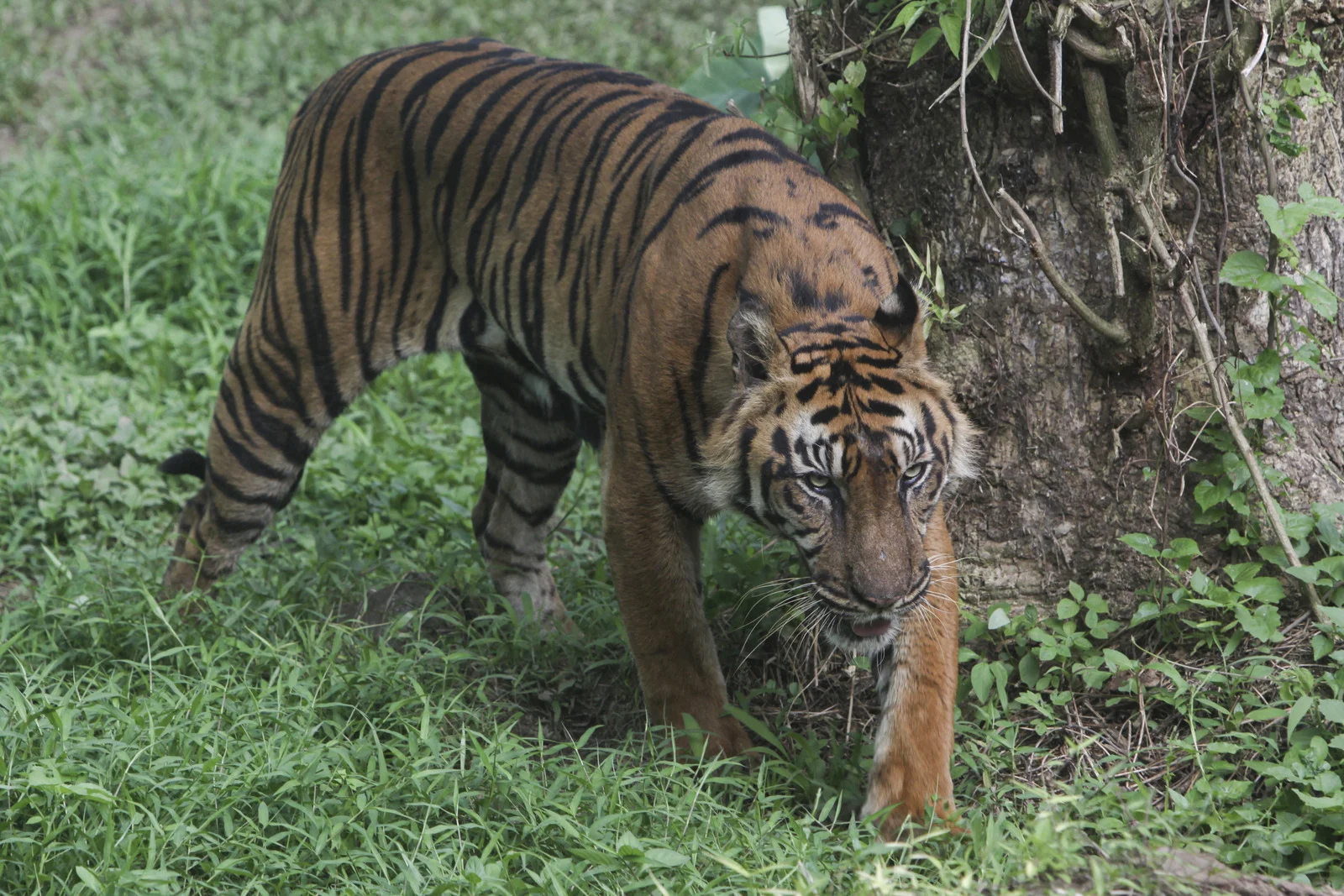 Man killed in suspected tiger attack in Indonesia | FMT