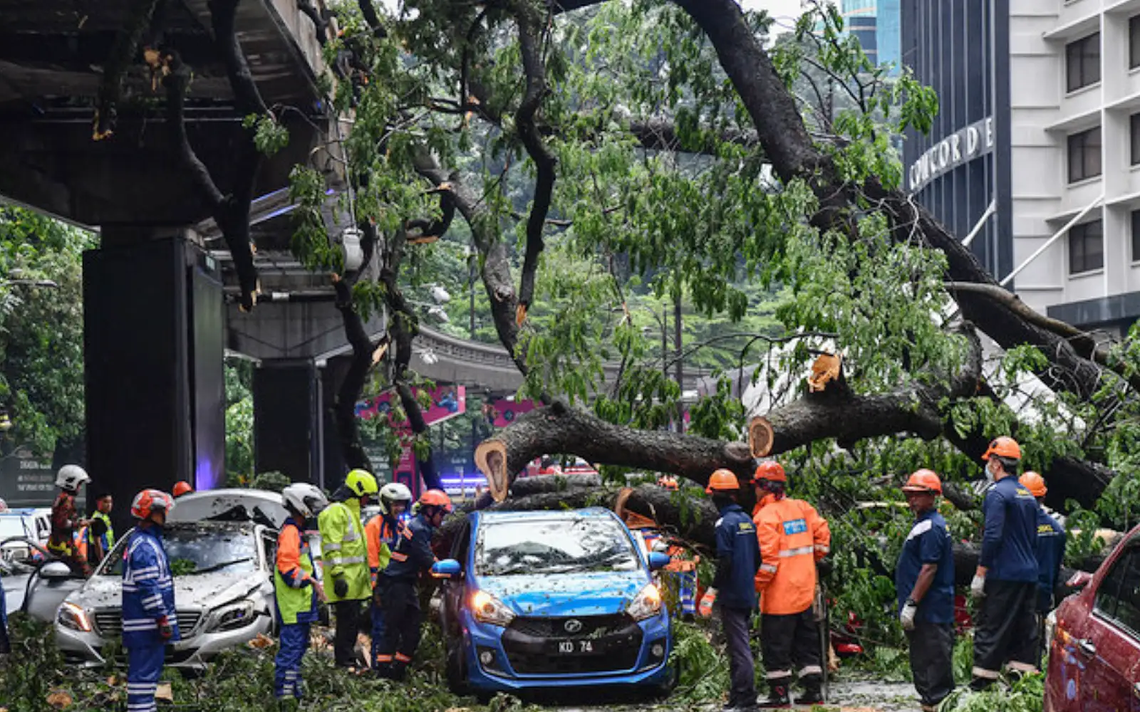 100 trees to be planted for every ‘high-risk’ one felled, says PM | FMT