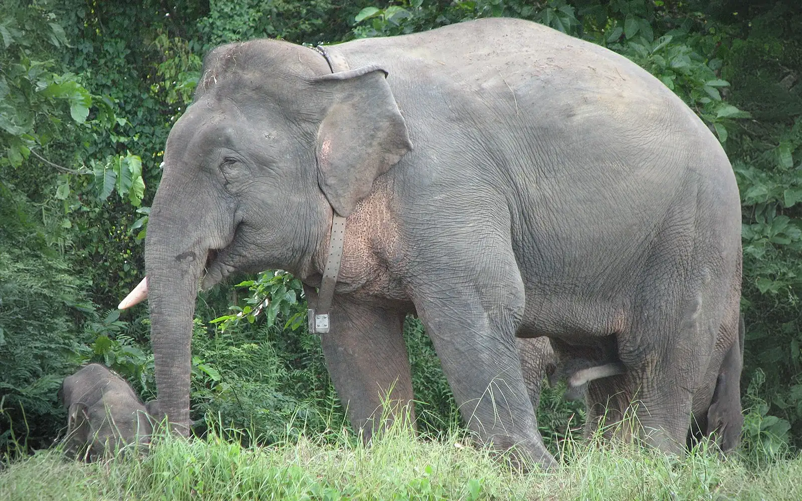 Borneo pygmy elephant ‘at high risk of going extinct’ FMT