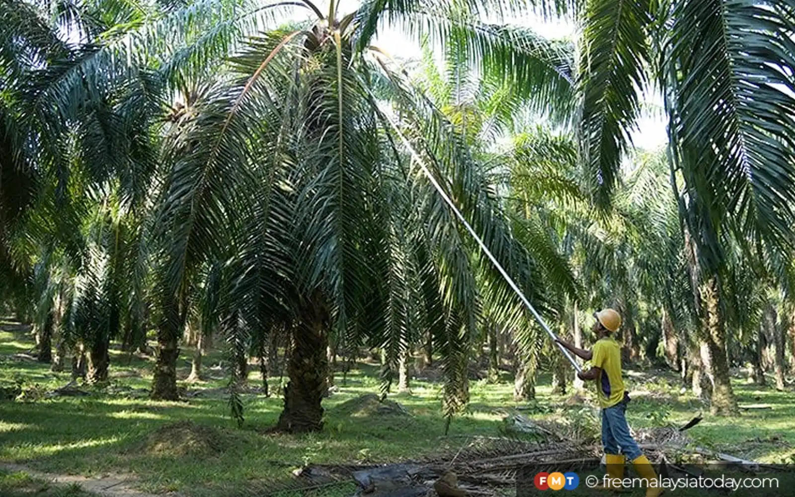 kelapa sawit palm oil plantation fmt