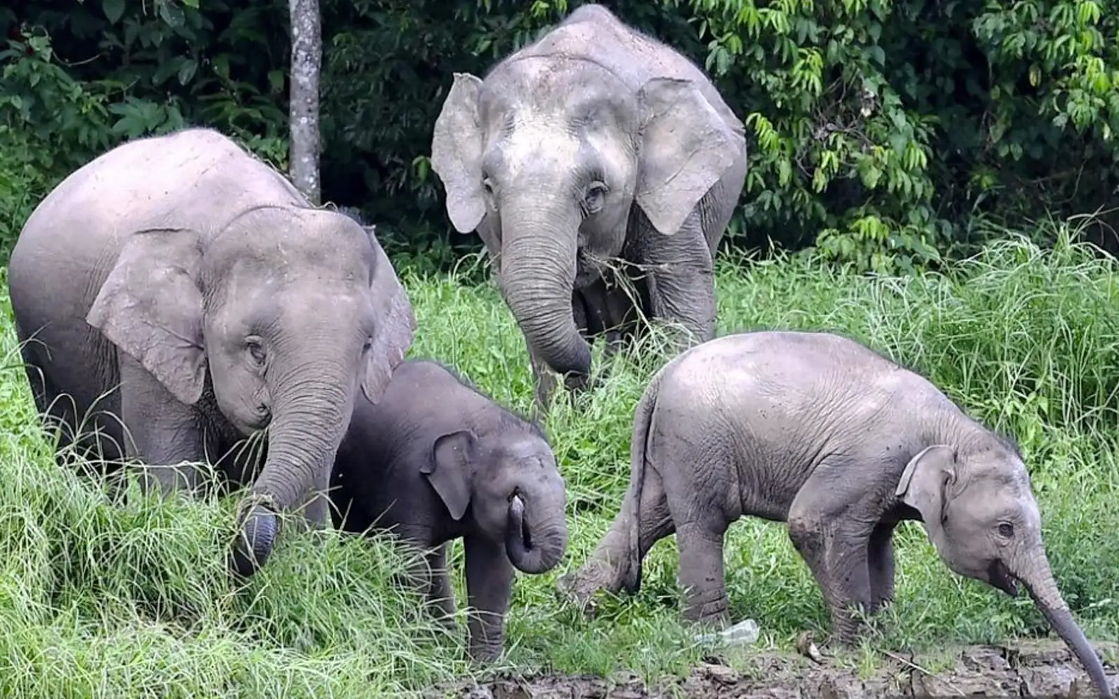 Sabah orders quick action on elephant corridor to save ‘gentle giants