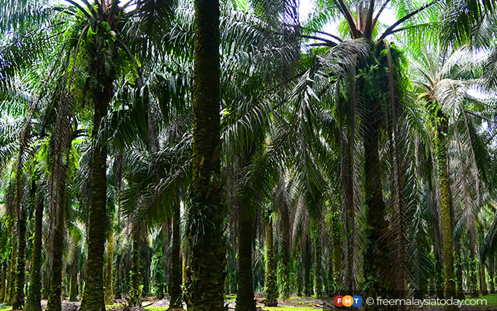 kelapa-sawit-palm-oil-plantation