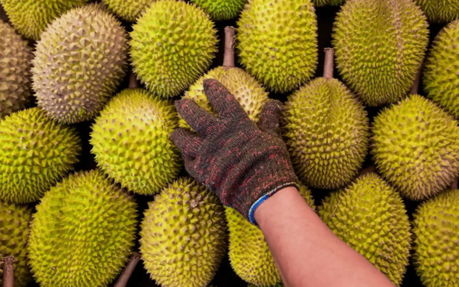 durian