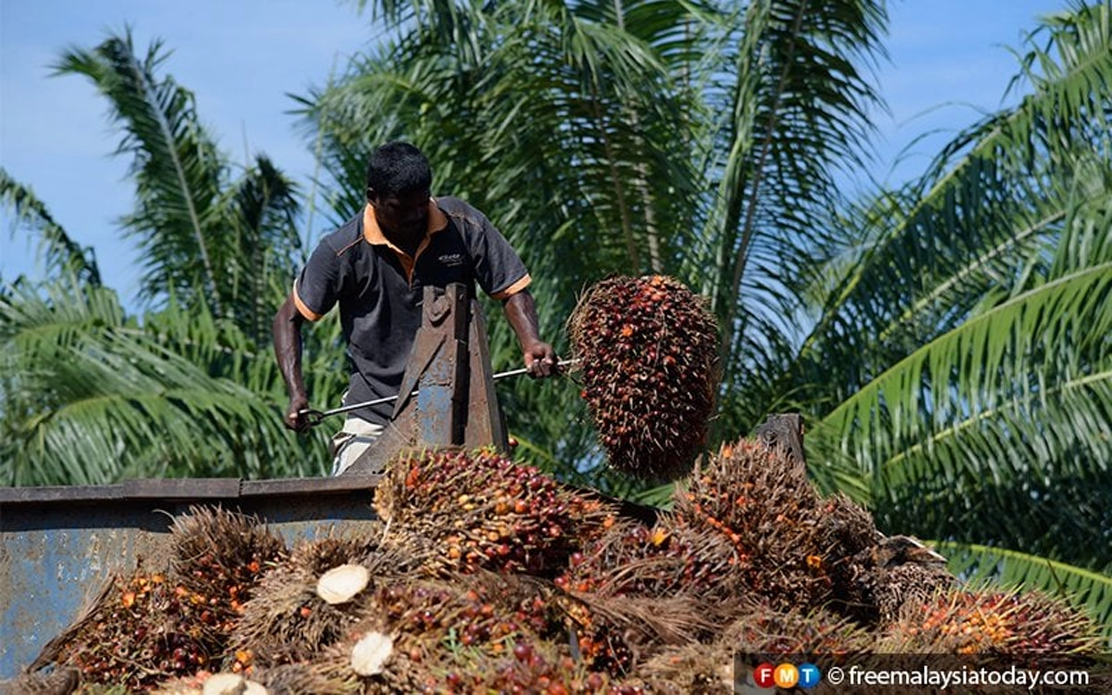 WORKER HARVESTING PALM FRUIT