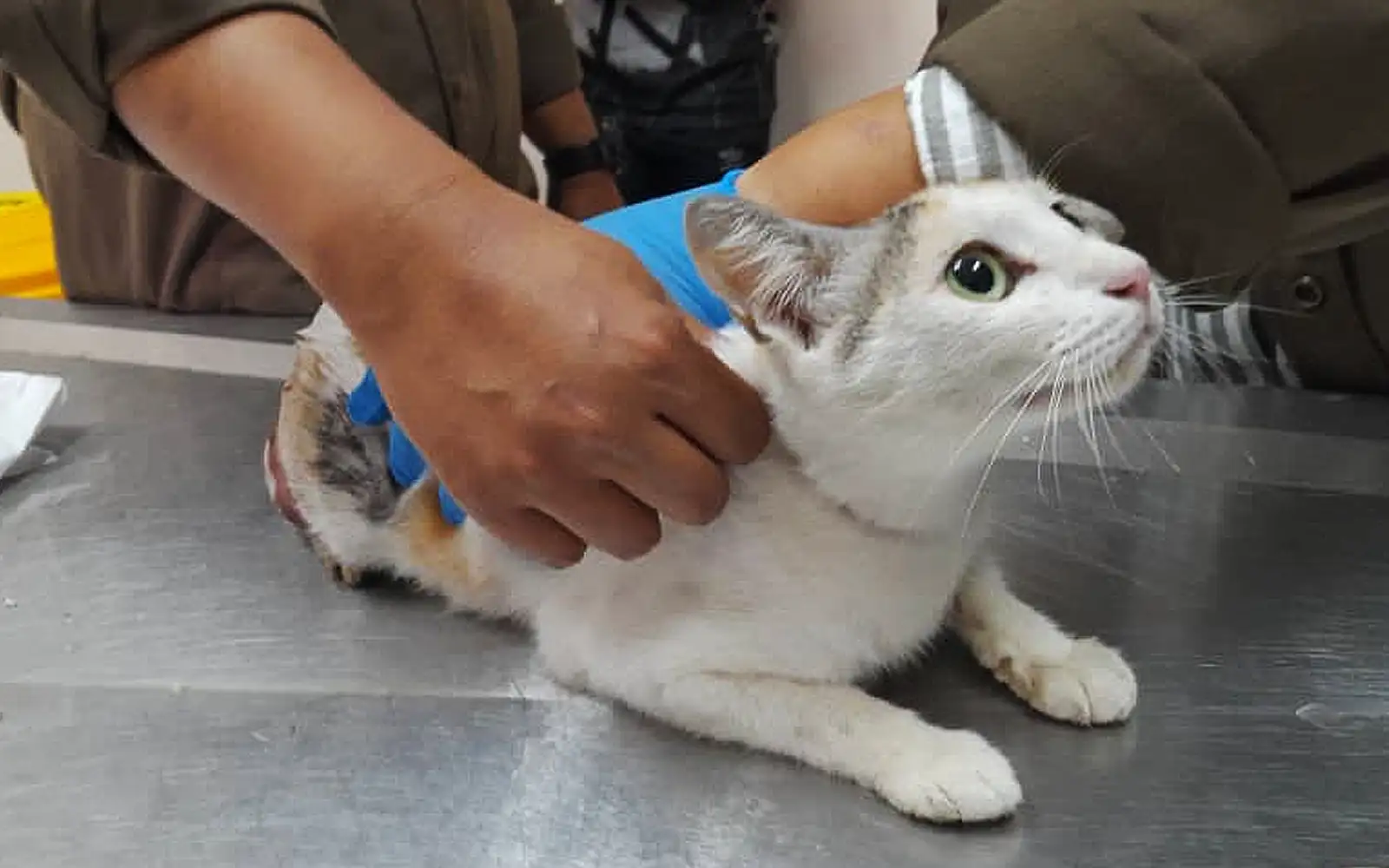 Prosecute driver in hung stray cat incident, urge lawyers