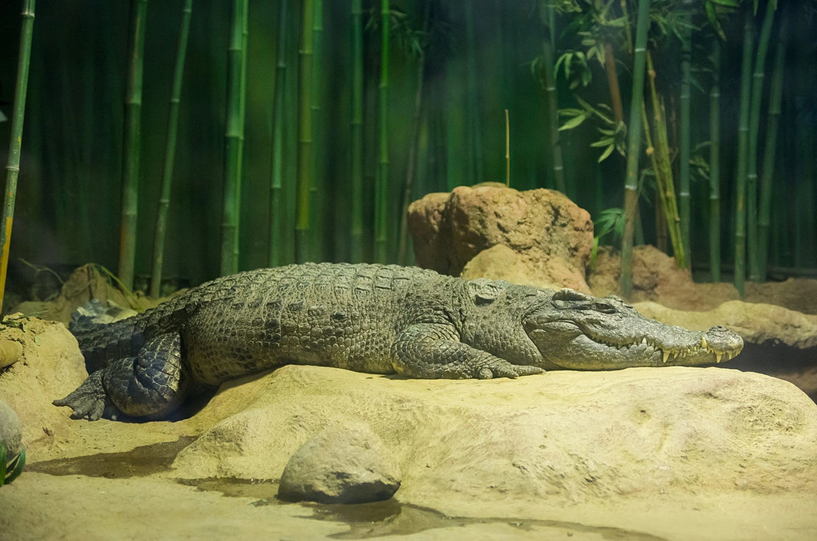 Thai farm clears 125 crocodiles due to rising water levels