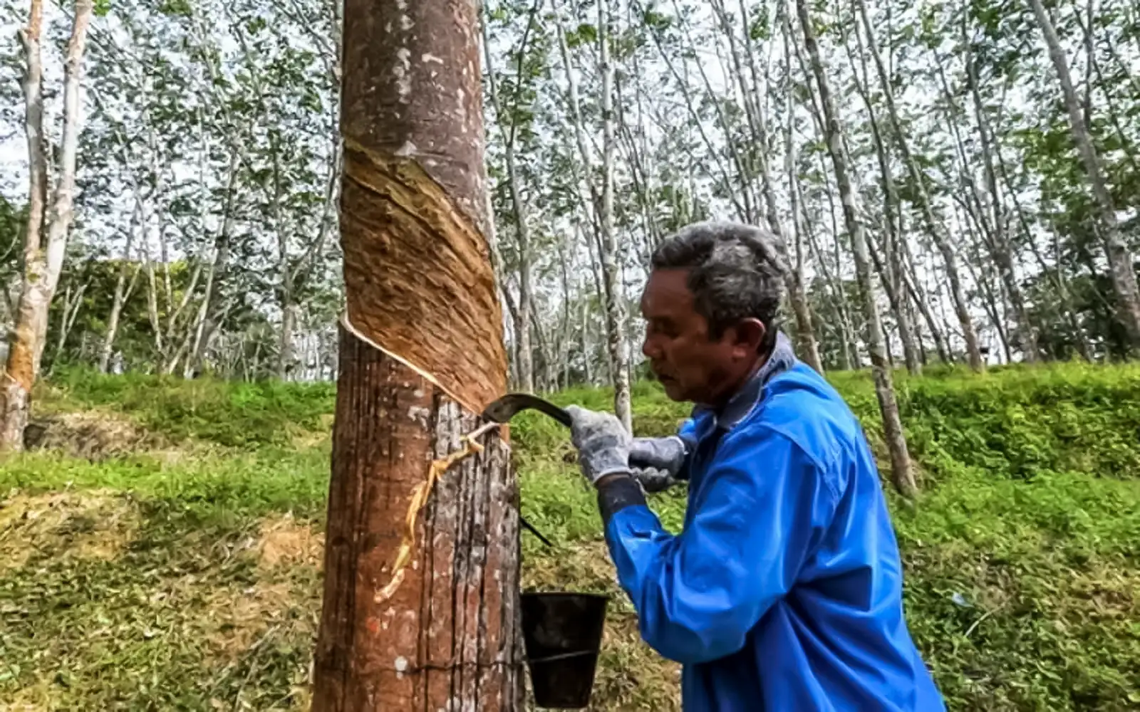 Govt drafting plan to recover, consolidate 420,000ha of abandoned rubber land