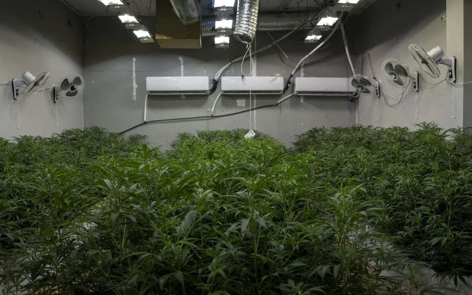 Greek cops destroy more than 8,000 illegal cannabis plants