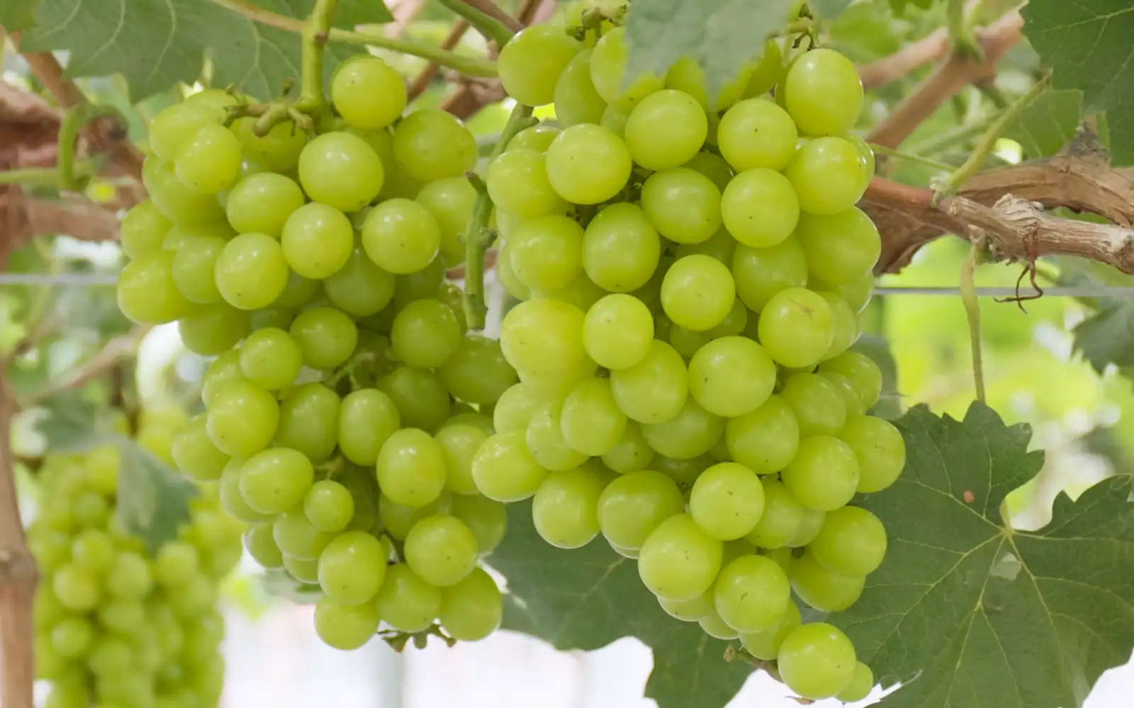 Shine Muscat grapes get the all clear