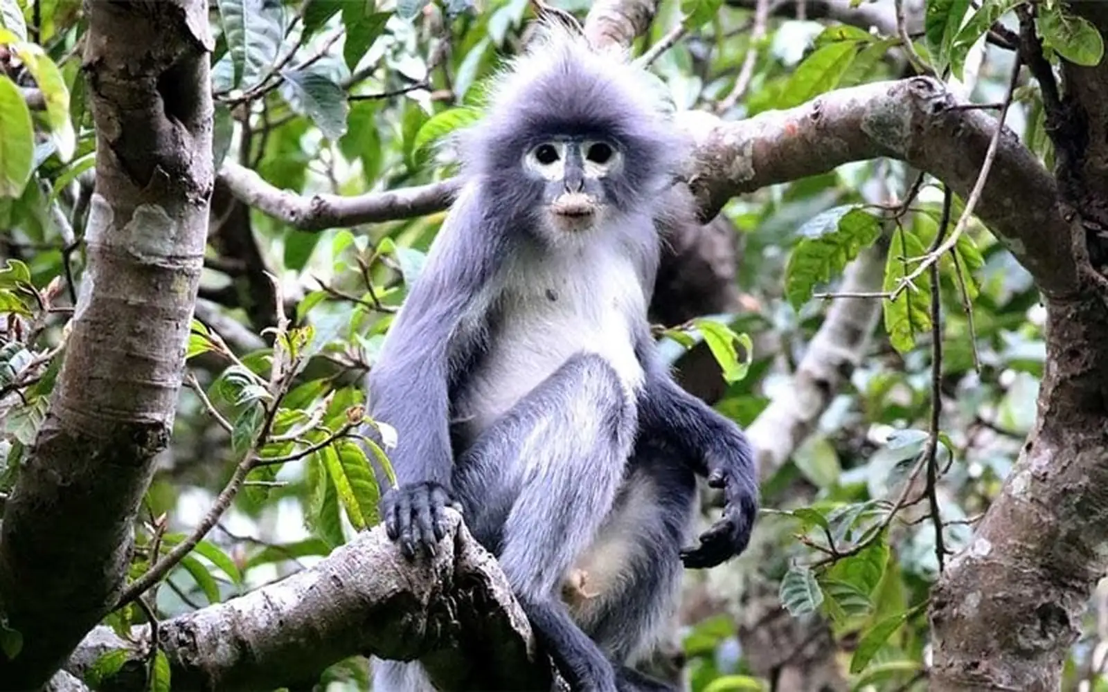 new species monkey popa