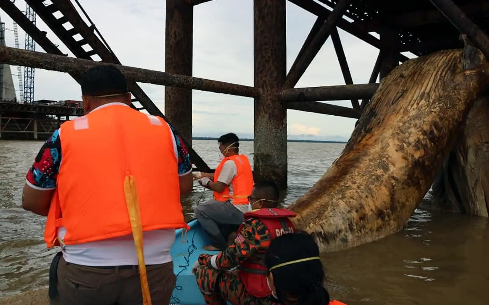 Sarawak whale carcass is that of endangered sei species