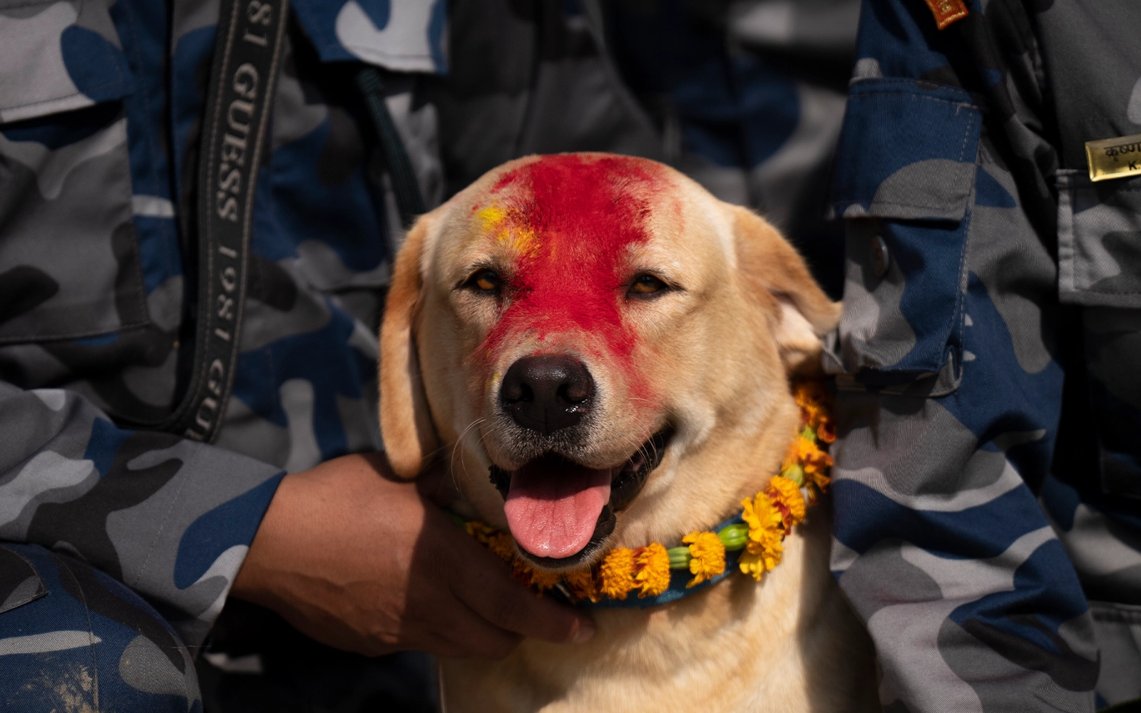 Day of the dog part of Hindu celebrations in Nepal FMT