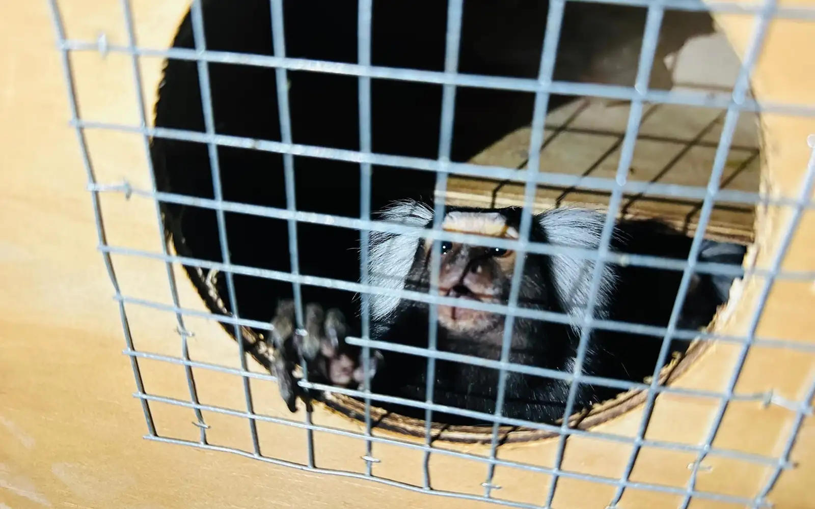 Agent arrested after 52 primates seized at KLIA yesterday