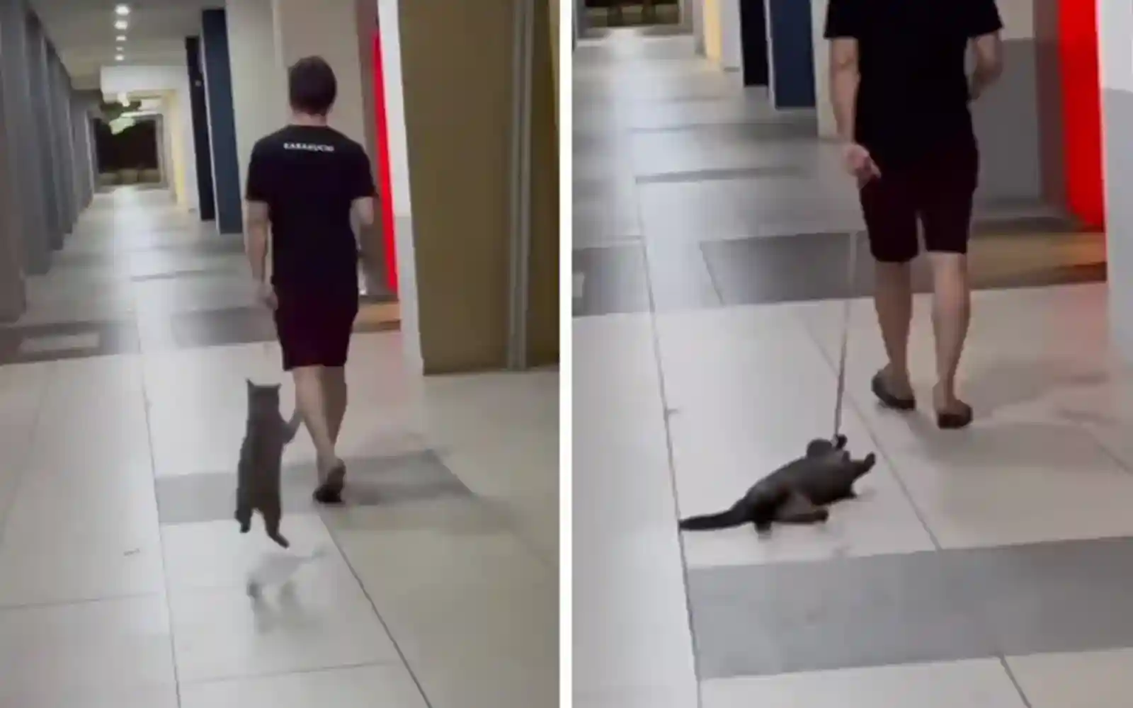 Man who forcibly dragged cat slapped with RM10,000 fine