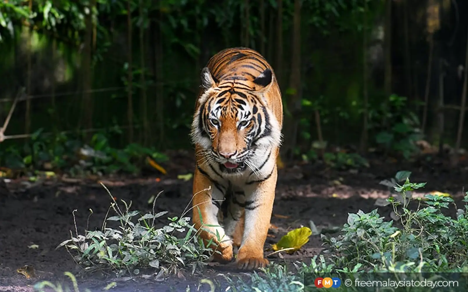 Pemburu haram guna bot nelayan seludup anggota harimau