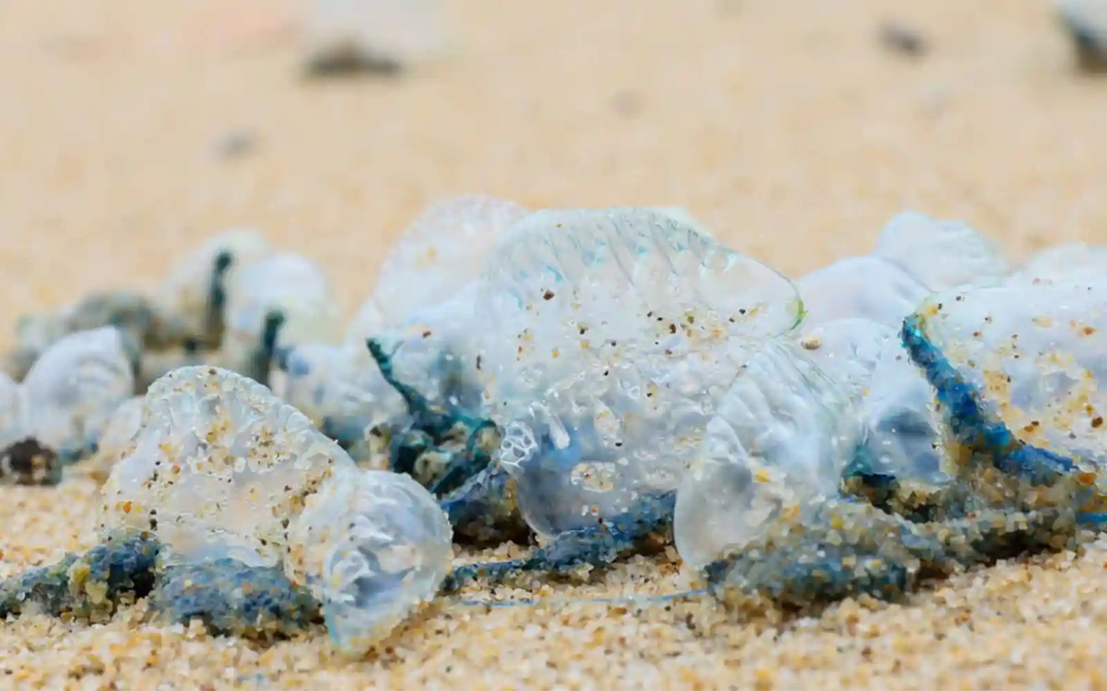 Waspada ubur-ubur api di pantai Marang