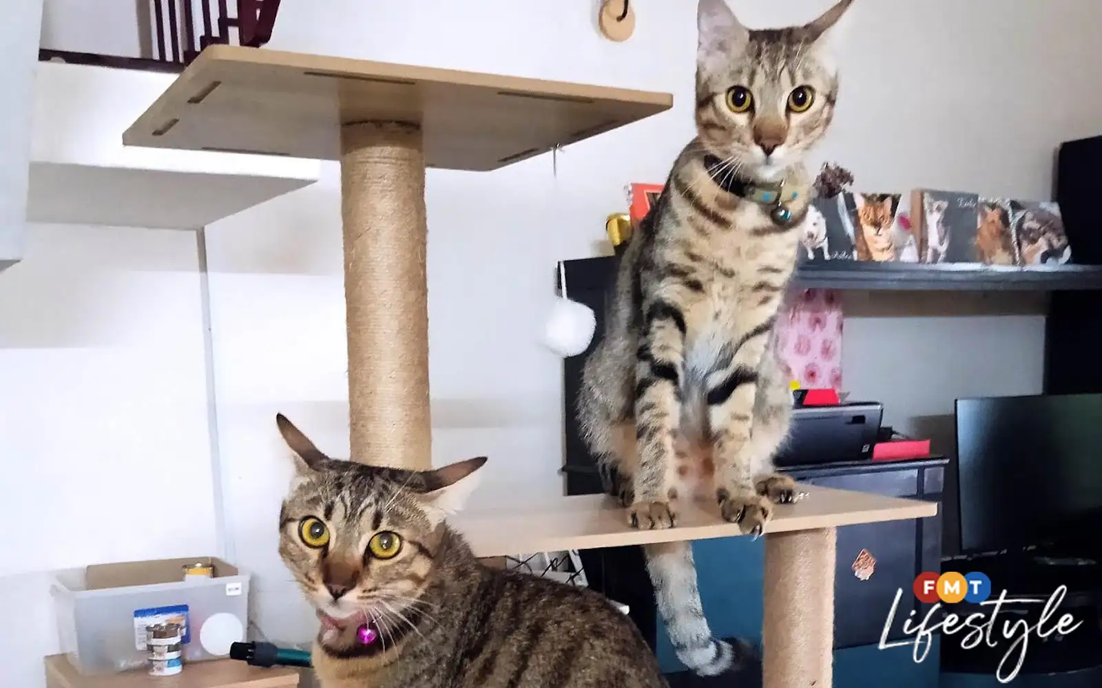 Cat owners are opting for sitters over boarders this Raya