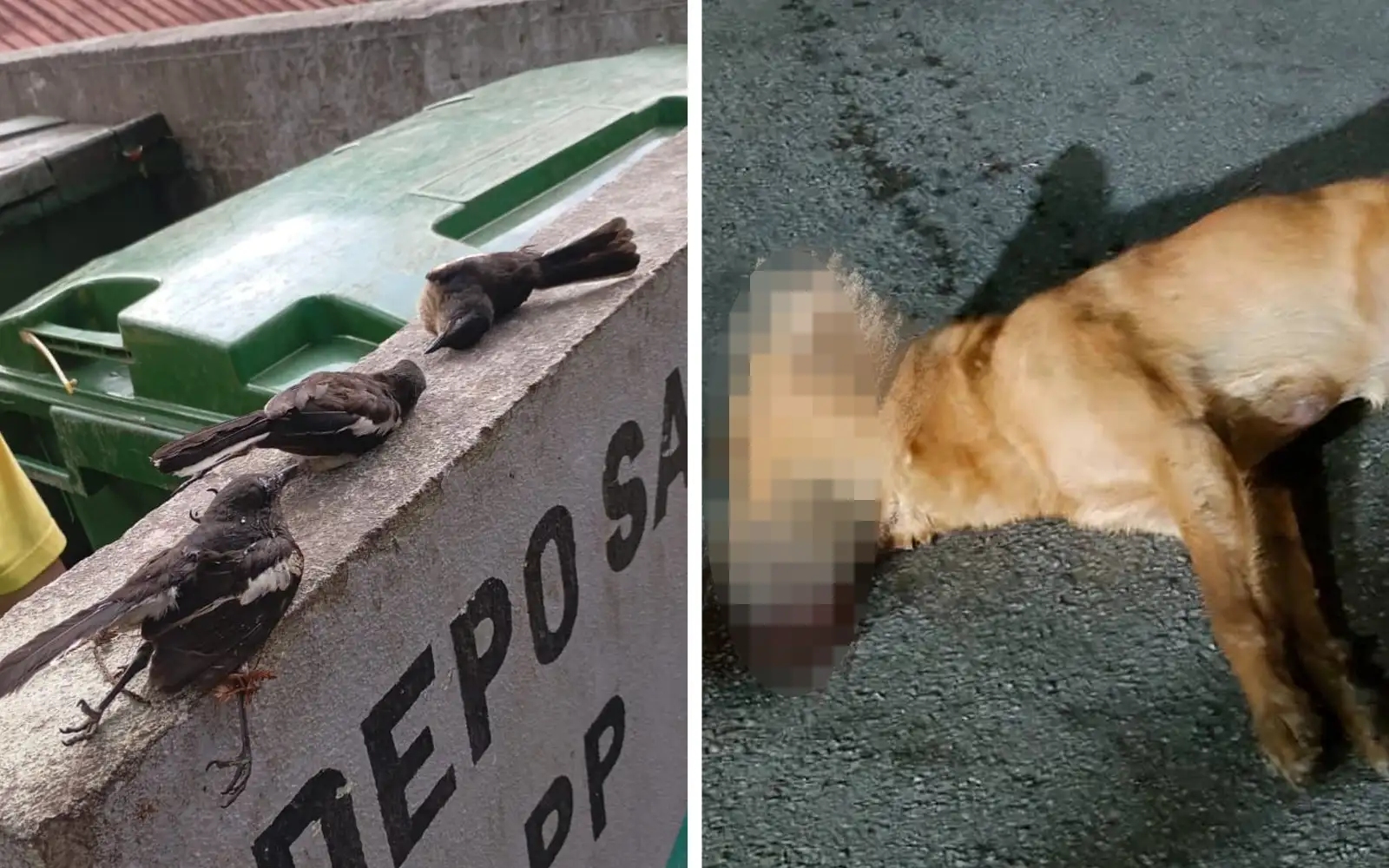 Vet services dept probes animal deaths on Penang Hill