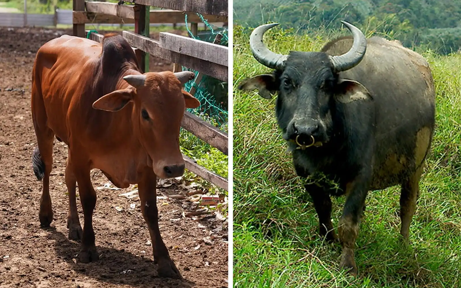 Lack of livestock vets hampering food production, say experts