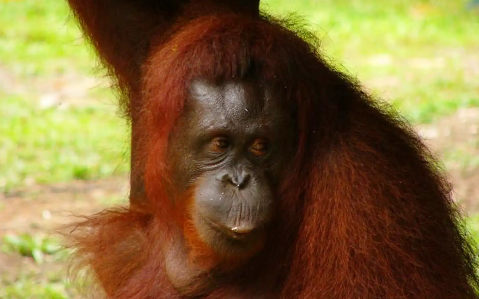 orang utan Delima