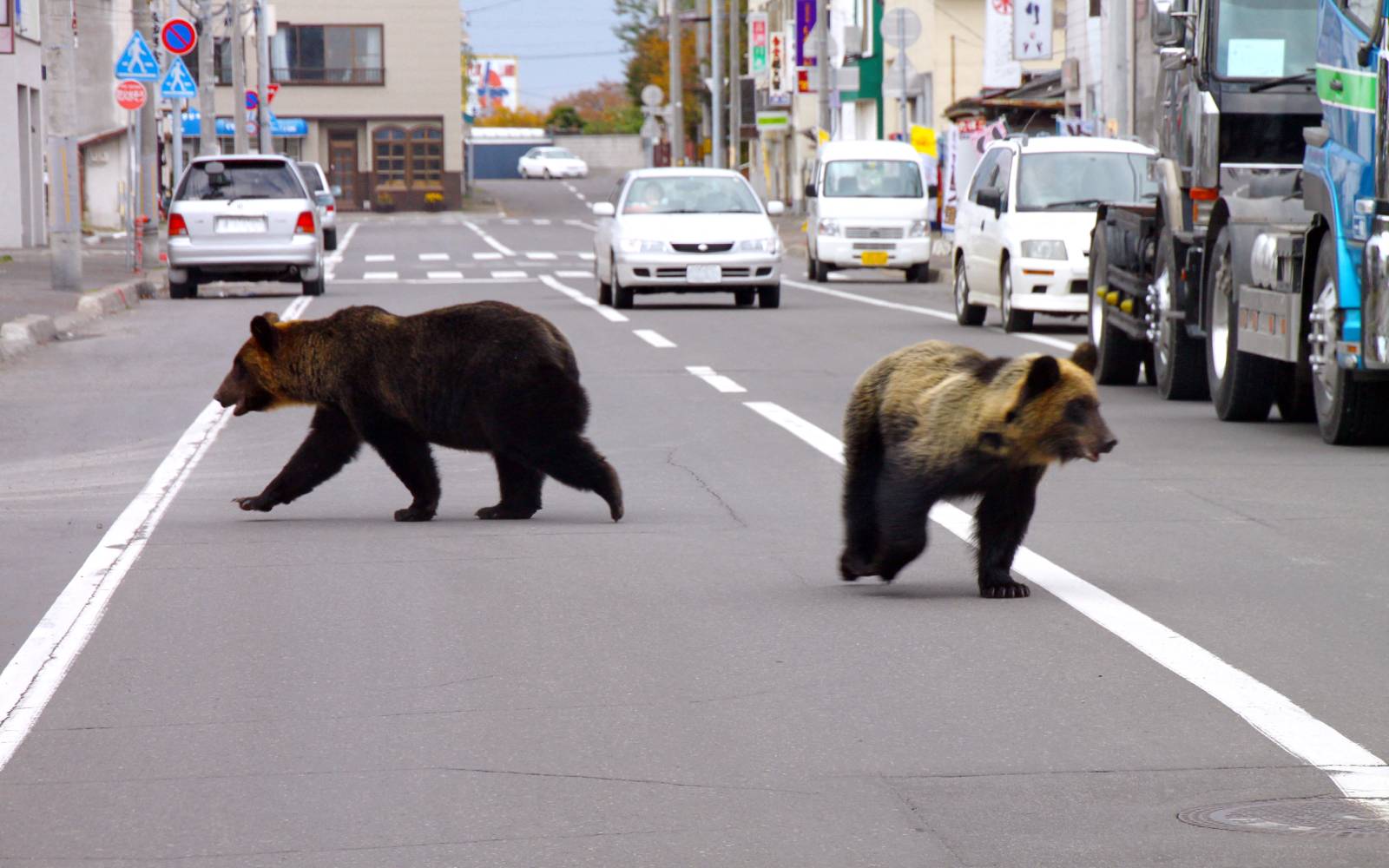 Japan sends troops to combat deadly wave of bear attacks | FMT