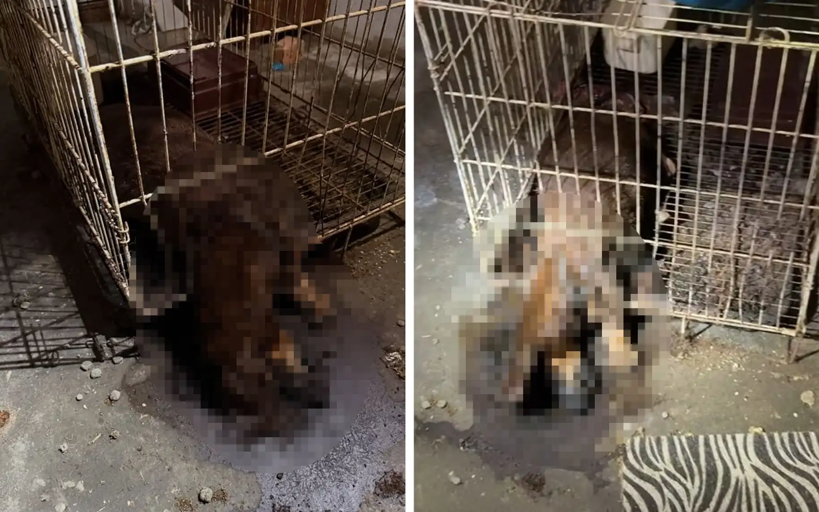 anjing kucing dikurung