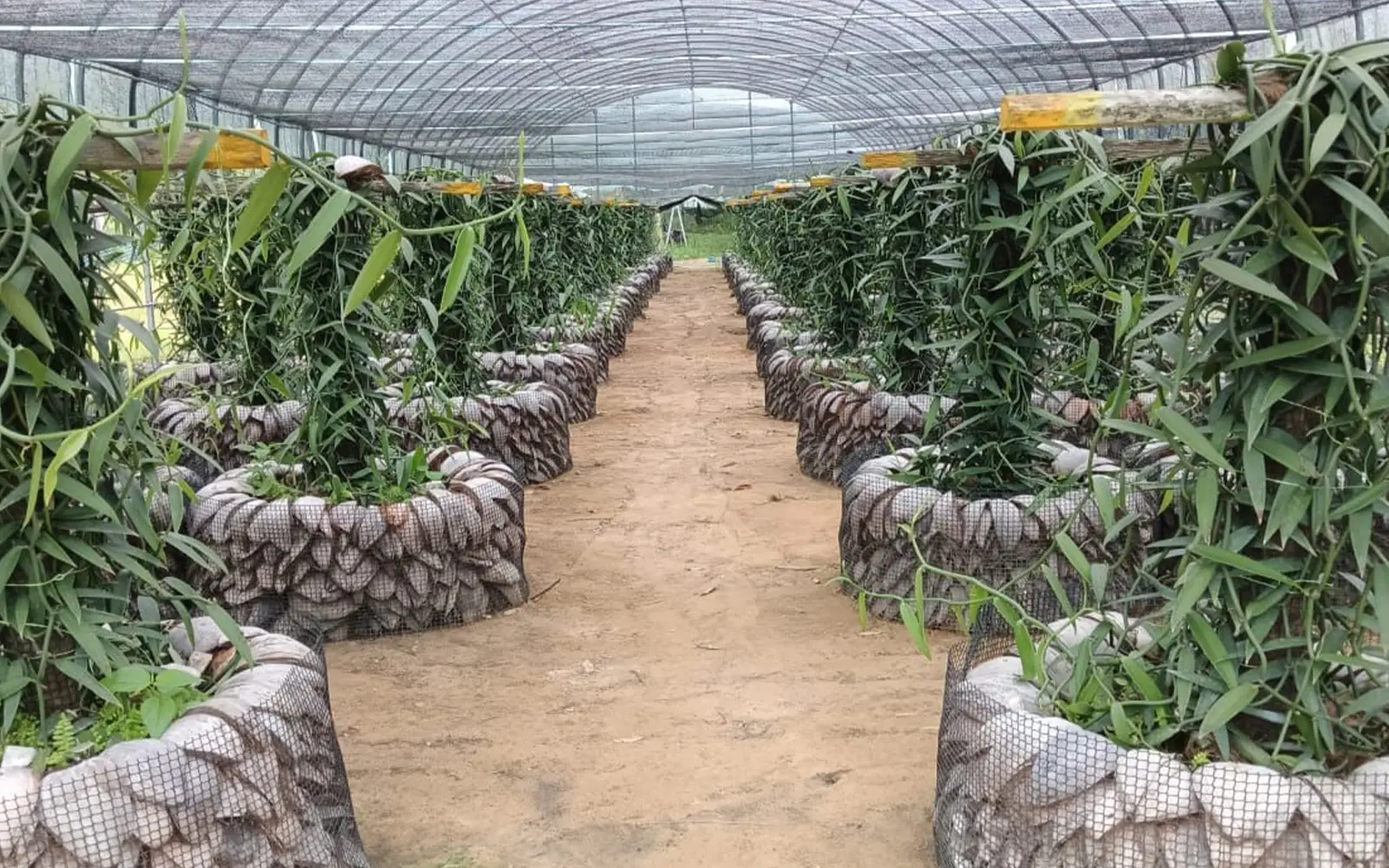 Alfred phua-Vanilla farmer keeps Christmas spirit alive all year