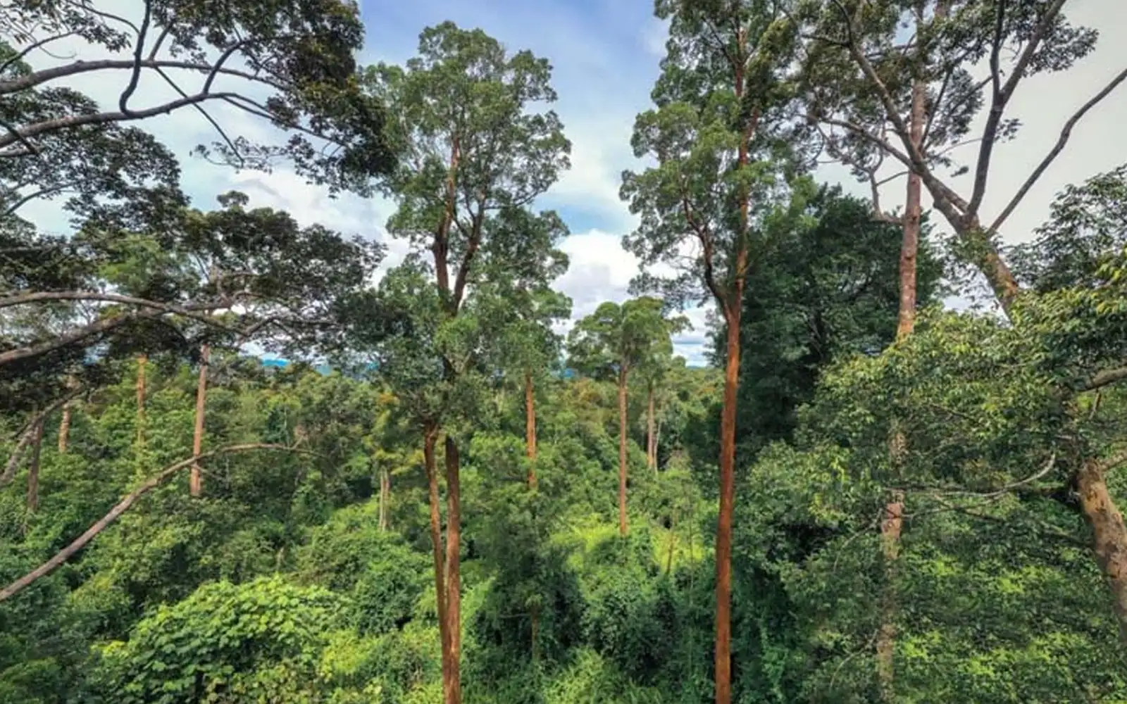 Sarawak to keep 6mil hectares as permanent forest reserves