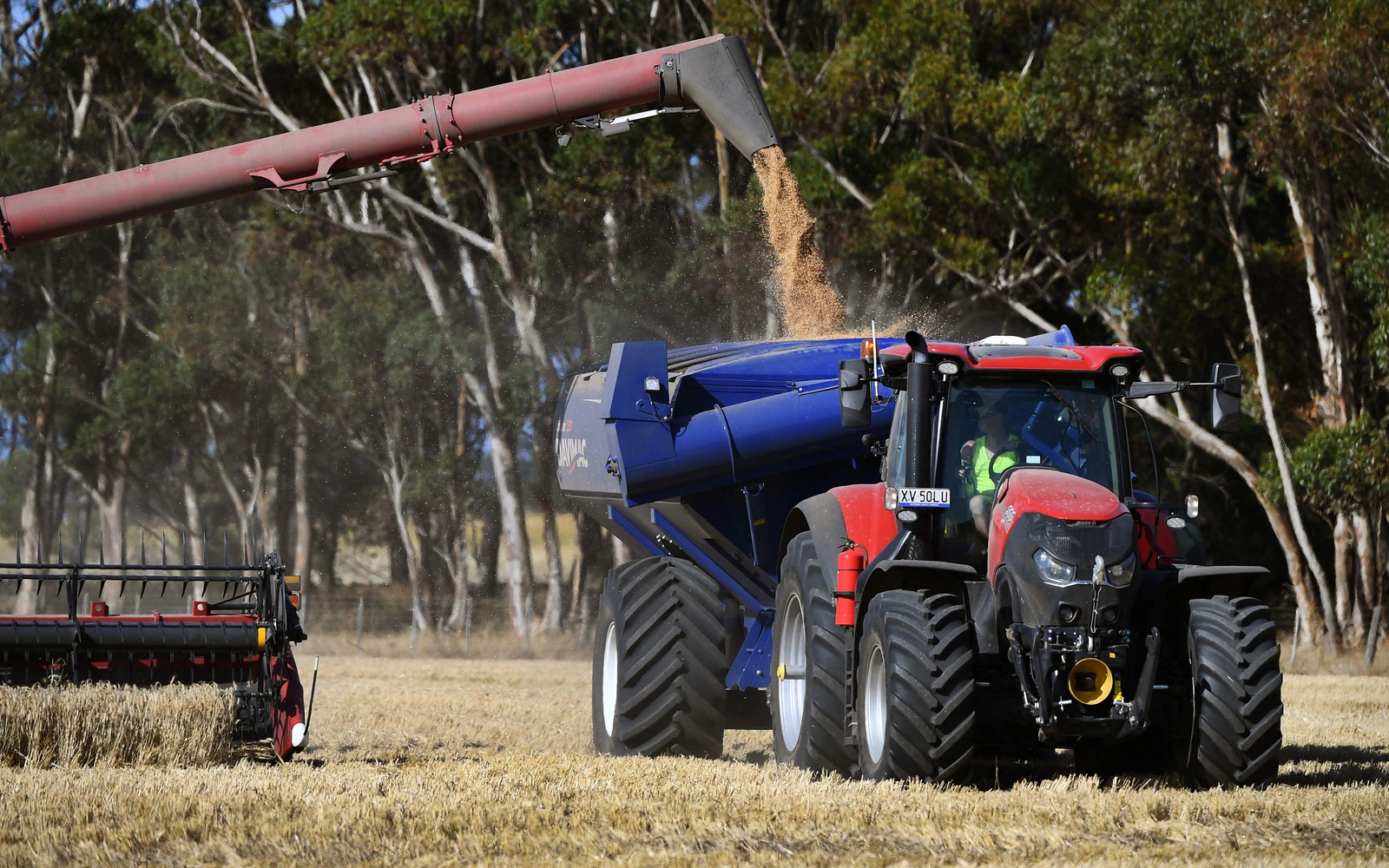 Australia says wheat crop set to plunge